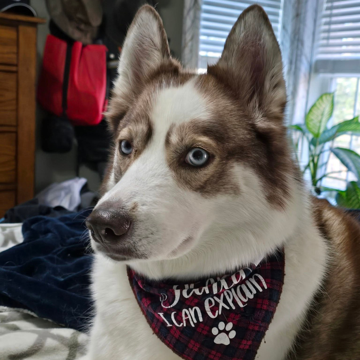 Piper