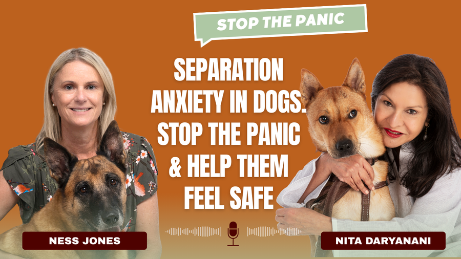 How to Help a Dog With Separation Anxiety