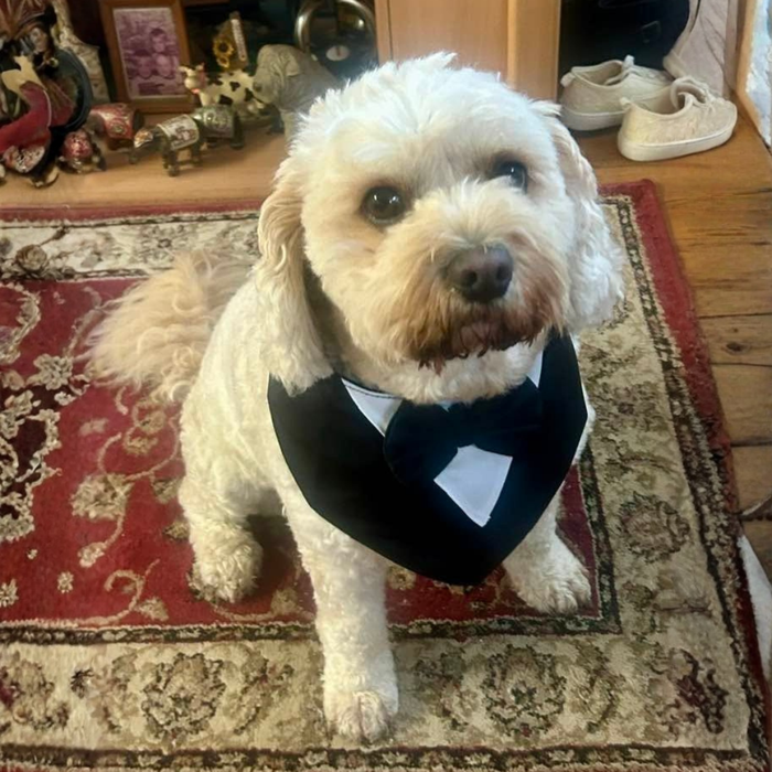 Taz