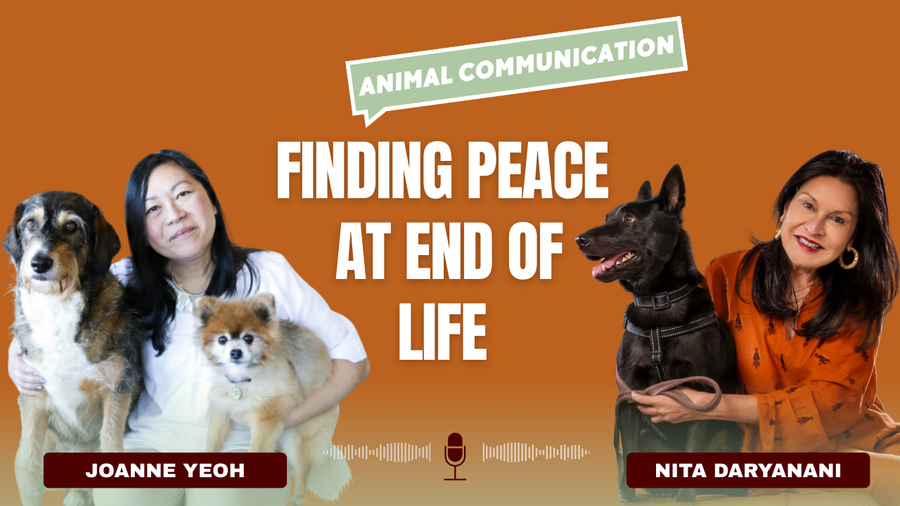 Animal Communication at End of Life