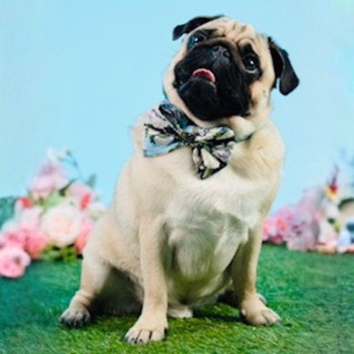 Archie 